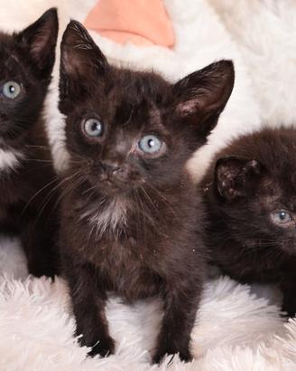 Gattini neri adozione gratuita