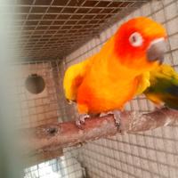 Coppia conuri del sole