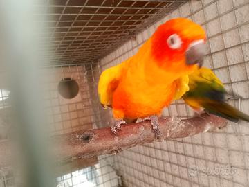 Coppia conuri del sole