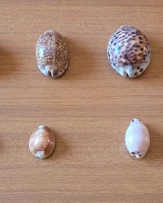 #2 - Lotto 10 Cipree tropicali da collezione