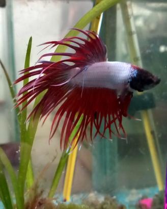 Pesci Betta (pesce Combattente)