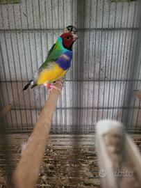 Diamanti di gould
