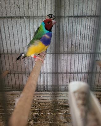 Diamanti di gould