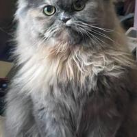 Accoppiamento persiano