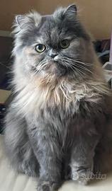 Accoppiamento persiano