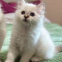 Gatto di razza Sacro di Birmania