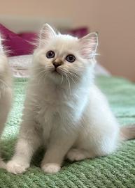 Gatto di razza Sacro di Birmania