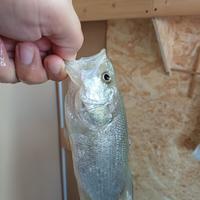 Pesce gatto e black bass