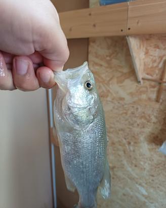 Pesce gatto e black bass