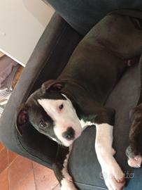 Cucciolo Amstaff
