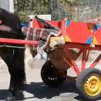 Carretto per puledri