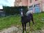 Immagine 3