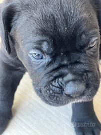 Cuccioli di cane corso