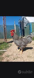 Gallo amrocks
