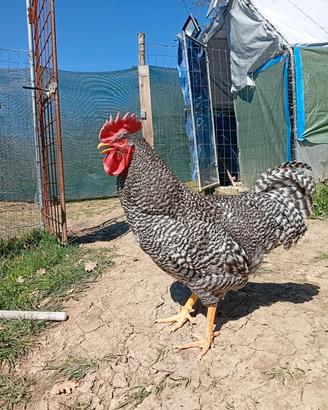 Gallo amrocks