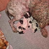 Cani da tartufo lagotti romagnoli