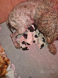 Cani da tartufo lagotti romagnoli