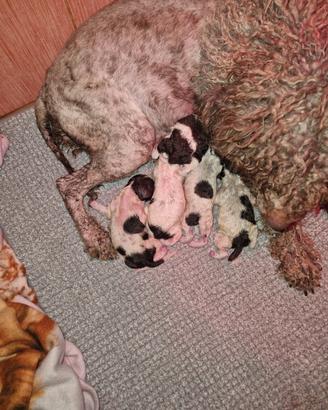 Cani da tartufo lagotti romagnoli