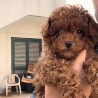 Cucciola Barboncino Mini Toy