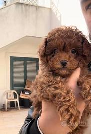 Cucciola Barboncino Mini Toy