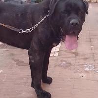 Cuccioli cane corso