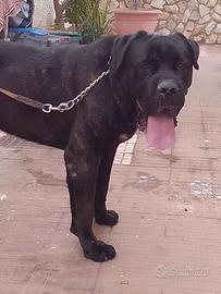 Cuccioli cane corso