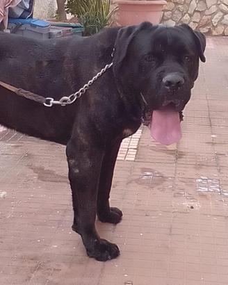 Cuccioli cane corso