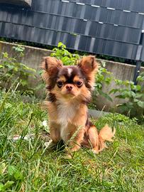 Chihuahua a pelo lungo