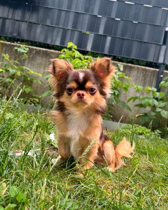 Chihuahua a pelo lungo
