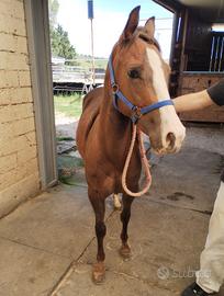 Cavallo