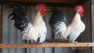 Gallo chabo o Nagasaki