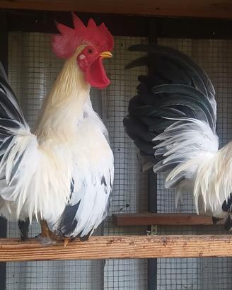 Gallo chabo o Nagasaki
