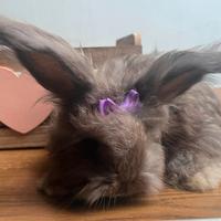Conigli angora