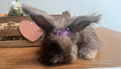 Conigli angora