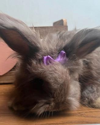 Conigli angora