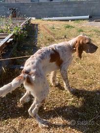 Setter inglese cucciola
