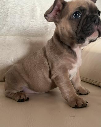 Bulldog francese