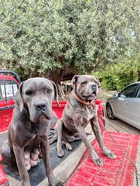 Cani corso