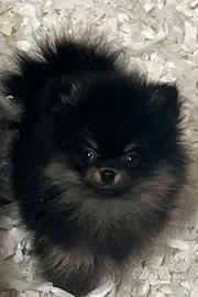 Cucciolata spitz pomerania maschi color nero