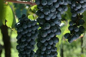 VINO : per chi già lo fa e per chi vorrebbe