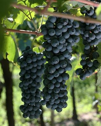 VINO : per chi già lo fa e per chi vorrebbe