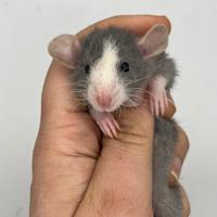 Cuccioli di RATTO DOMESTICO