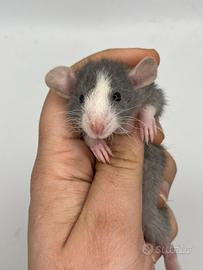 Cuccioli di RATTO DOMESTICO