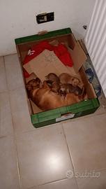 Cuccioli Pincher