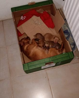 Cuccioli Pincher