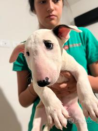 Cucciolo bull terrier maschio