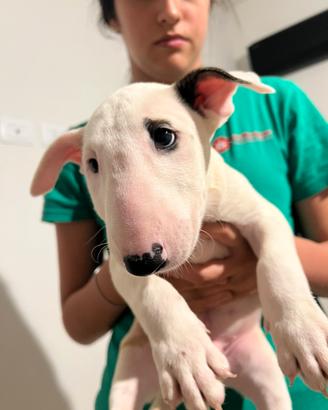 Cucciolo bull terrier maschio