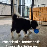 Cuccioli di border collie