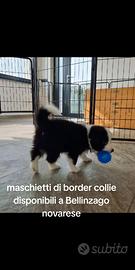 Cuccioli di border collie