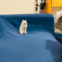 Criceto femmina di 4 mesi in adozione gratuita